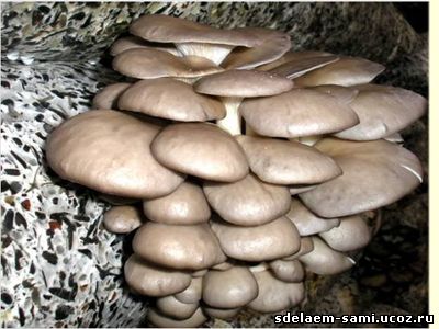Технология выращивания грибов Вешенки